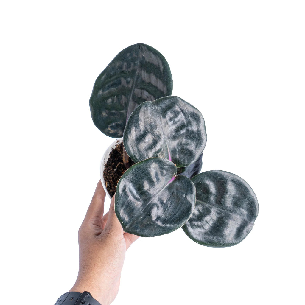 Geogenanthus ciliatus - 4"