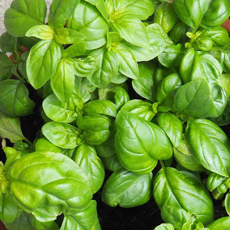 Basil - Genovese