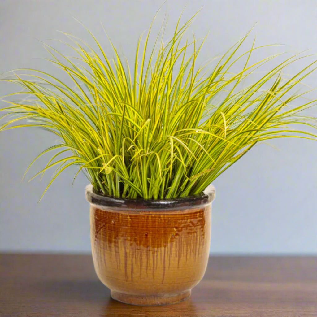 Variegated sweet grass -2 "