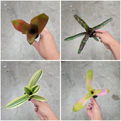 Bromeliads - assorted (2")