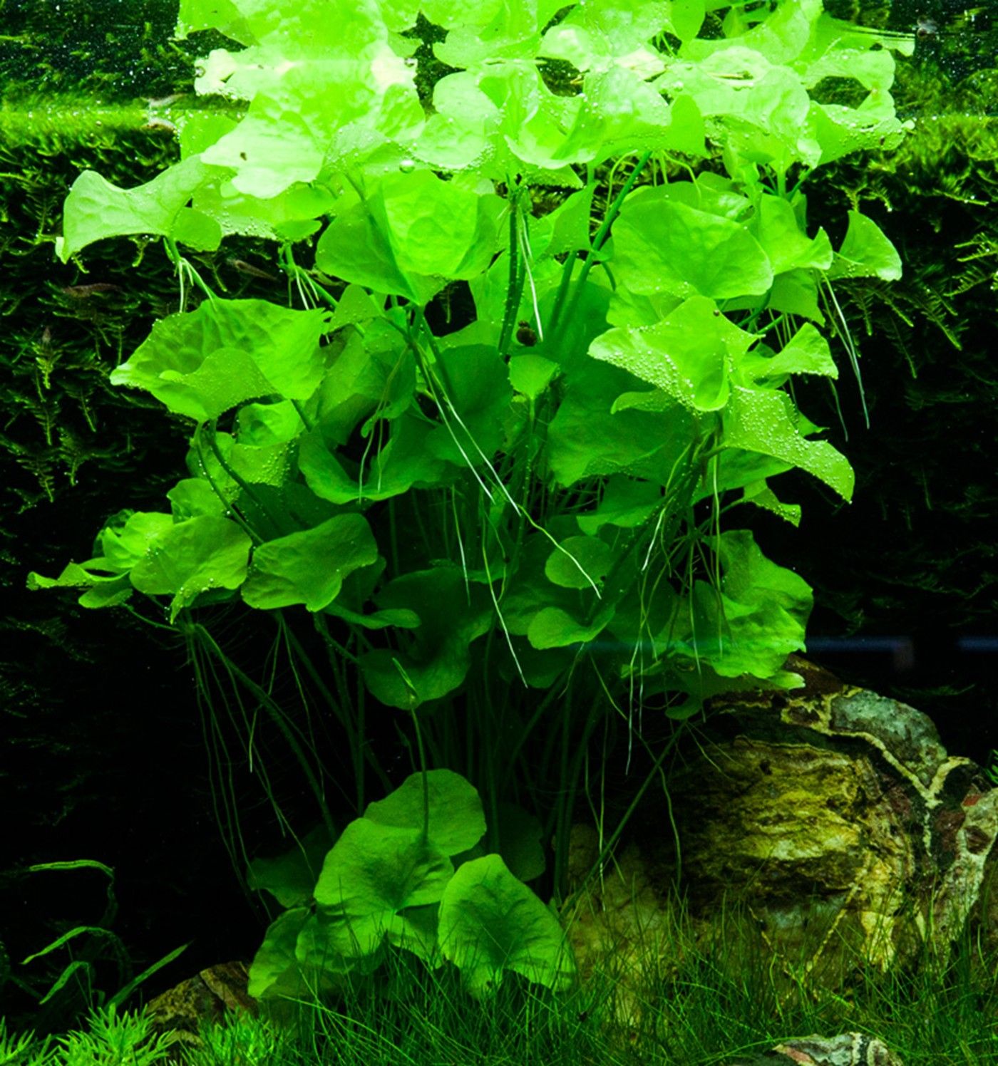 Nymphoides hydrophylla "Taiwan' - TC