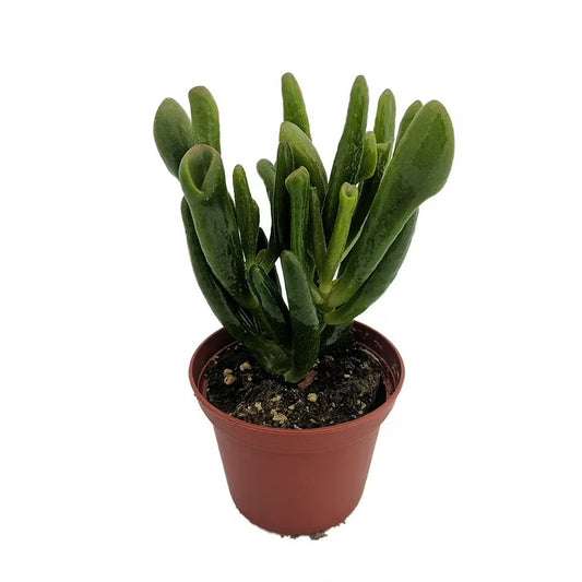 Crassula ovata 'Hobbit' - 2"