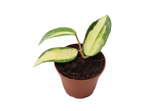 Hoya acuta albomarginata - 2"