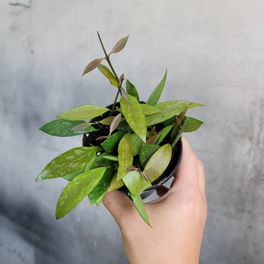 Hoya gracilis - 4"