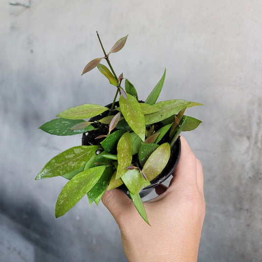 Hoya gracilis - 4"
