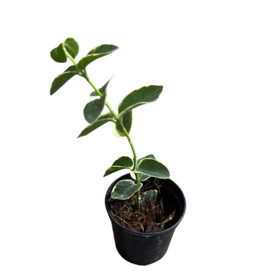 Hoya cumingiana 'Albo Variegated' - 4"