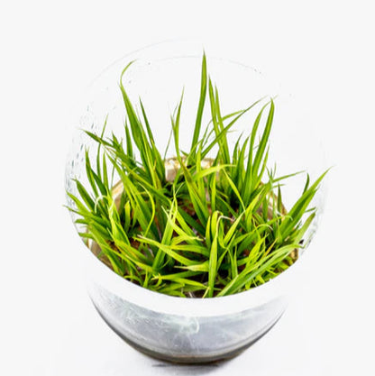 Cyperus helferi - 2"