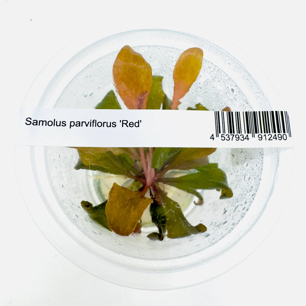 Samolus parviflorus 'red' - 2" cup