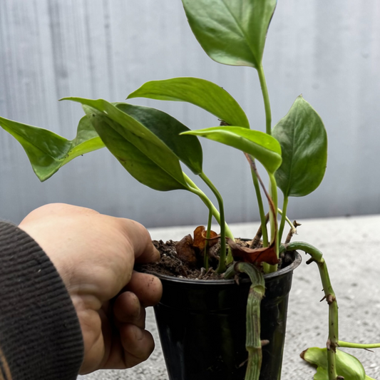 Pothos - 4" (rescue)