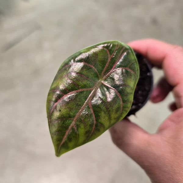 thumbnail image 2 of Alocasia Azlanii, Furniture & Home Living, Gardening, Plants & Seeds On 2 of 10
