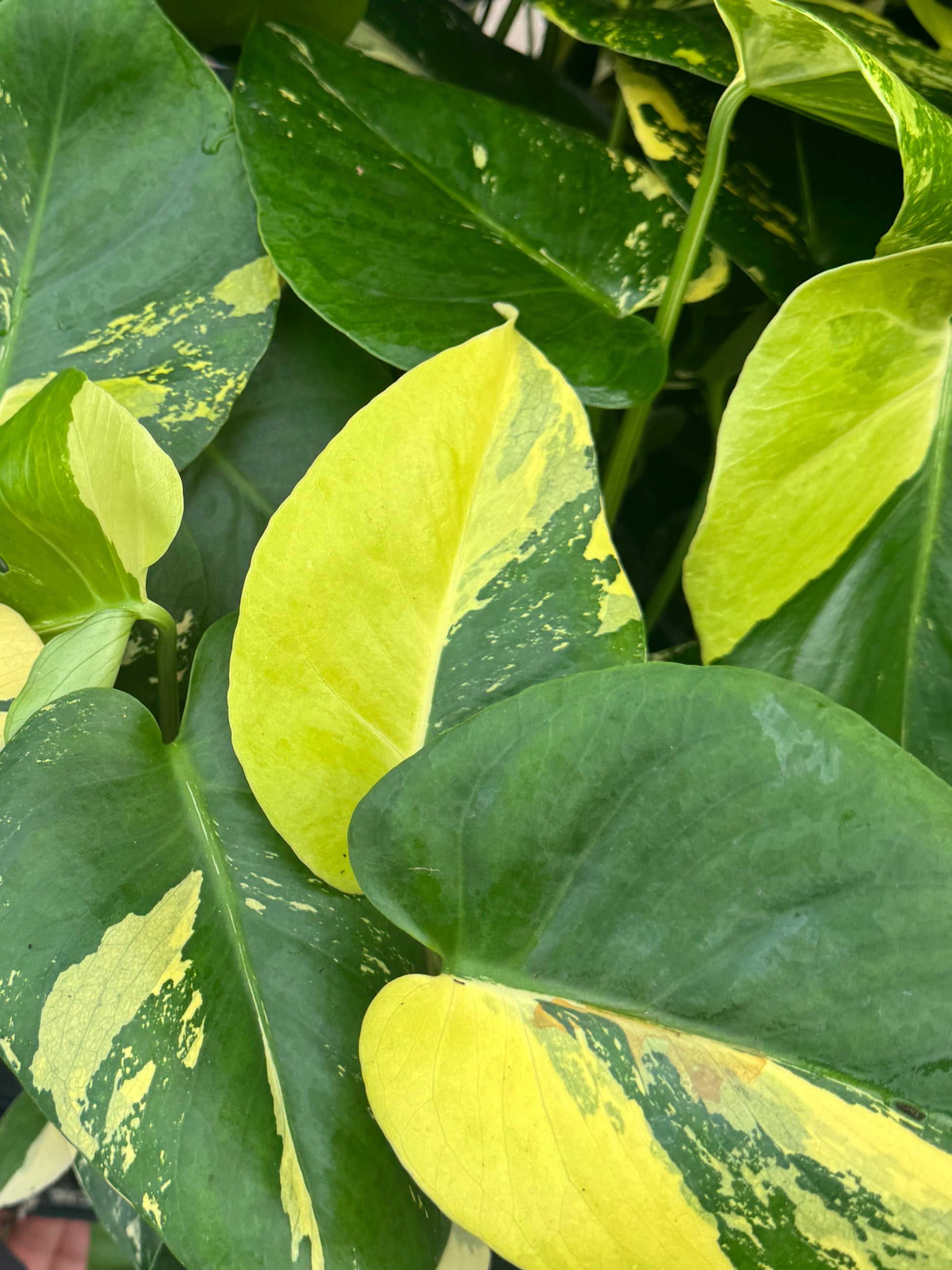 aurea variegated monstera Monstera deliciosa aurea variegated