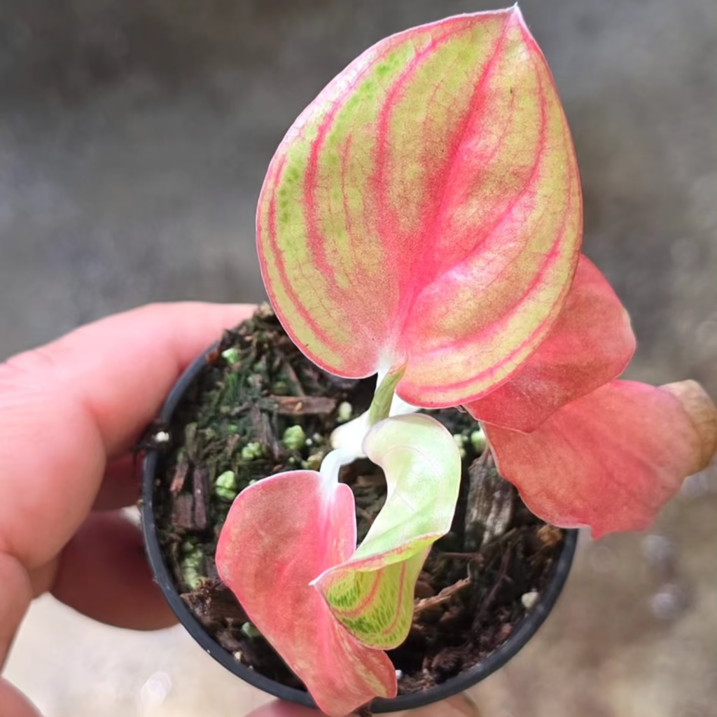 Aglaonema 'Golden Star' - 2"