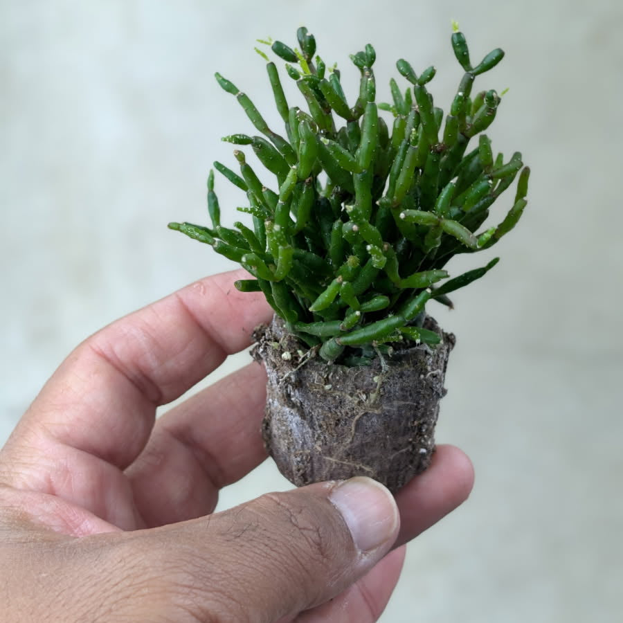 Starter plant (assorted) - plug