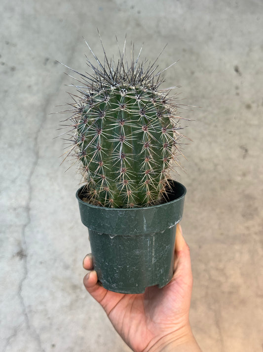 Saguaro cactus - 4"