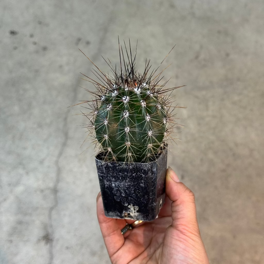 Saguaro cactus - 2"