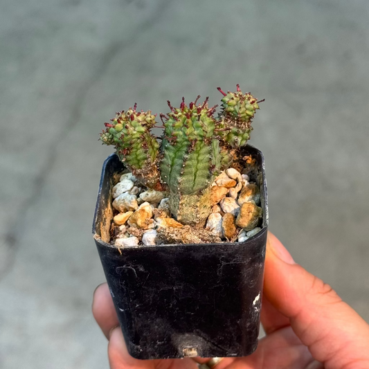 Euphorbia assorted - 2"