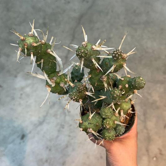 Tephrocactus paper spine - 4"