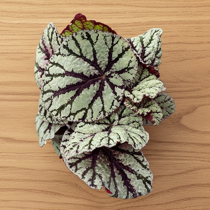 Begonia rex 'Fedor' - 4.33"