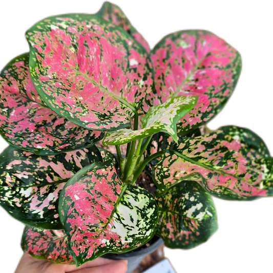 Aglaonema 'Anyamanee Tricolor' - 4"