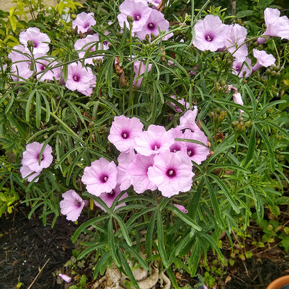Ipomoea platensis - 4"