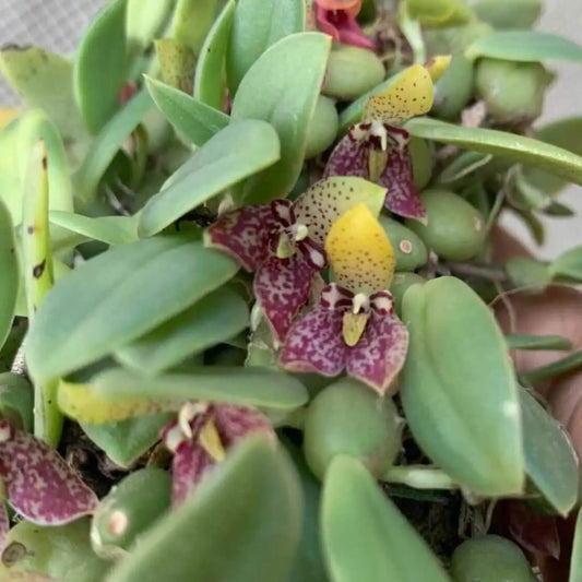 Bulbophyllum cambodianum
