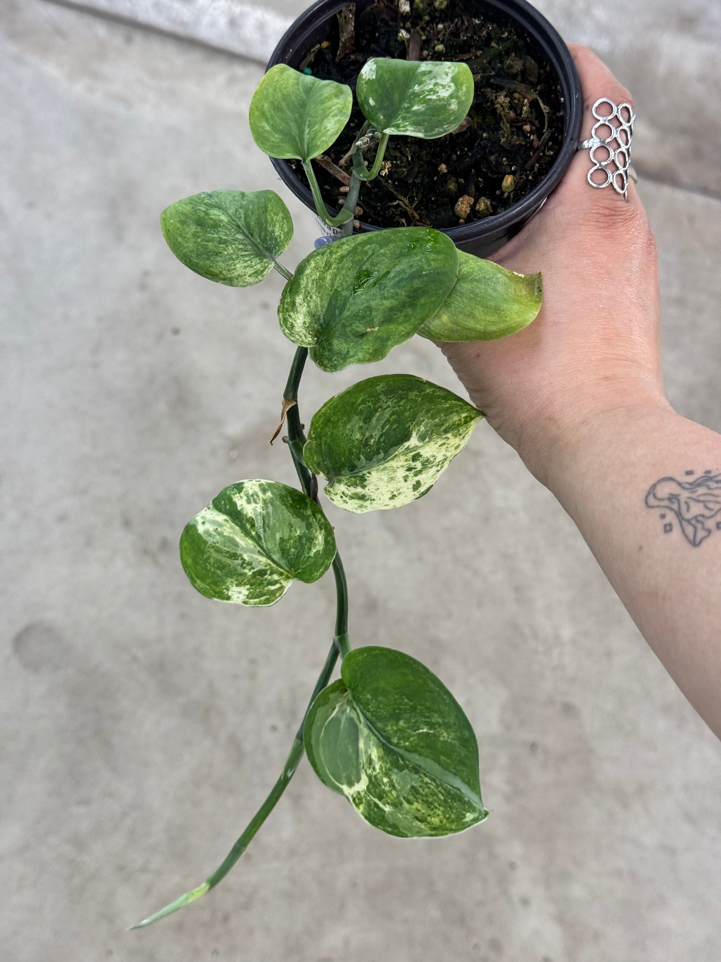 Scindapsus 'Marble  Queen' - 4"