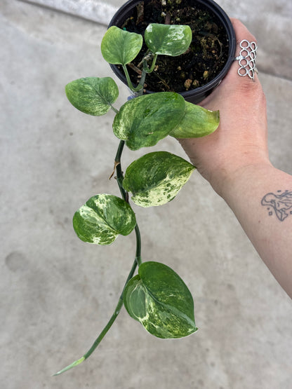 Scindapsus 'Marble  Queen' - 4"