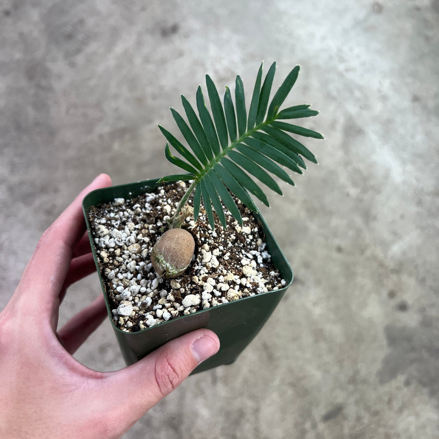 Dioon edule - 4"