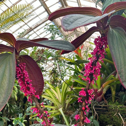 Medinilla 'Gregori Hambali' - 4"