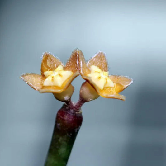 Hoya spartioides - 3" HB