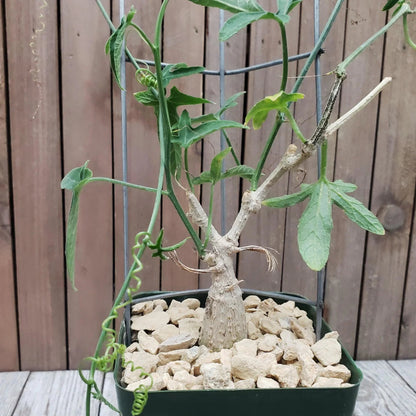 Ipomoea platensis - 4"
