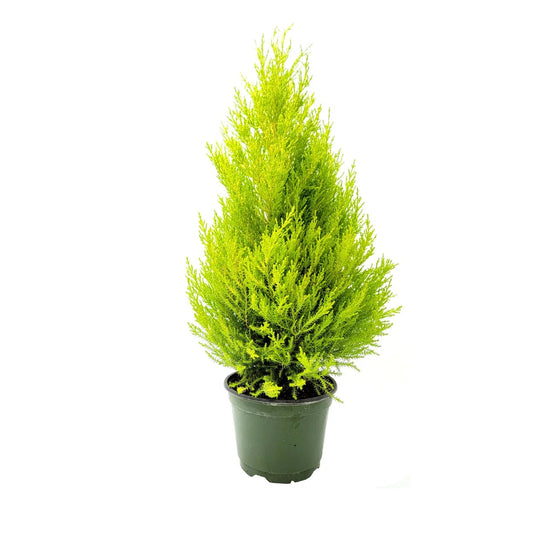 Cupressus macrocarpa 'Wilma  Goldcrest' - 4" (promo)