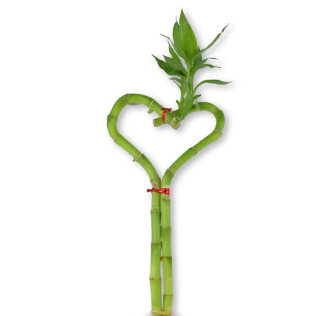 Dracaena sanderiana -  Heart w/ Ceramic Pot 3"