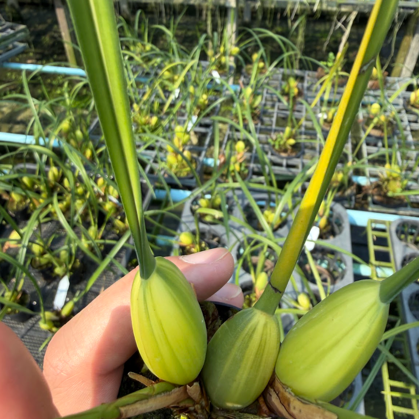 Maxillaria tenuifolia variegated