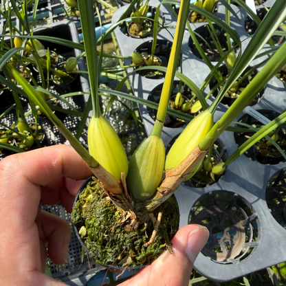 Maxillaria tenuifolia variegated