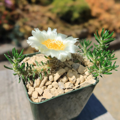 Maihuenia poeppigii - 4"