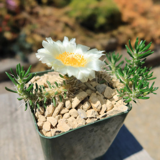 Maihuenia poeppigii - 4"