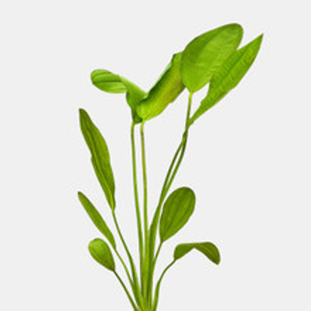 Echinodorus osiris - 2"