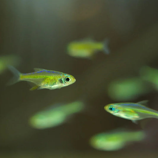 Green Neon Rasbora