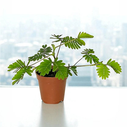 Mimosa pudica - 2"