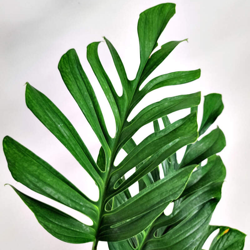 monstera pinnatipartita vs deliciosa Monstera pinnatipartita