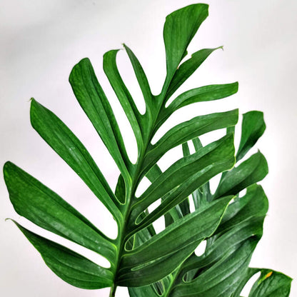 Monstera pinnatipartita - 4"