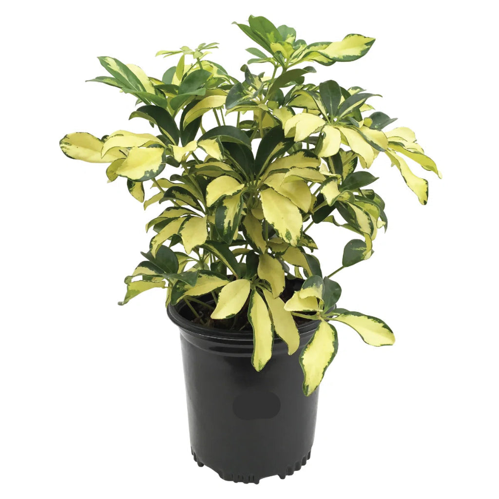 Schefflera arboricola 'Dazzle' - 10"