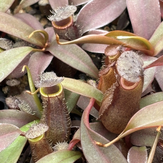 Nepenthes x 'Rebecca Soper' - 4"