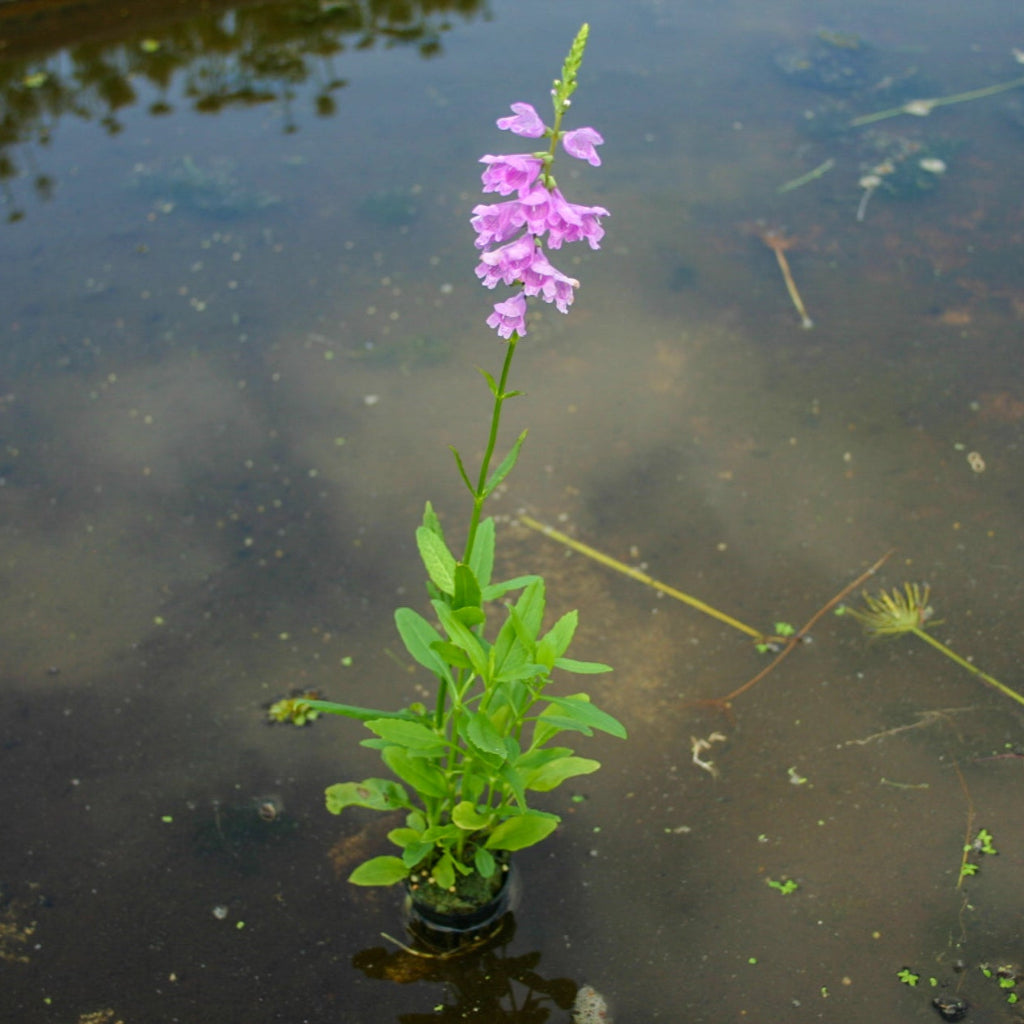 Obedient flower - 2"