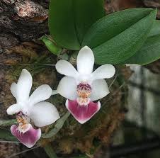 Phalaenopsis parishii