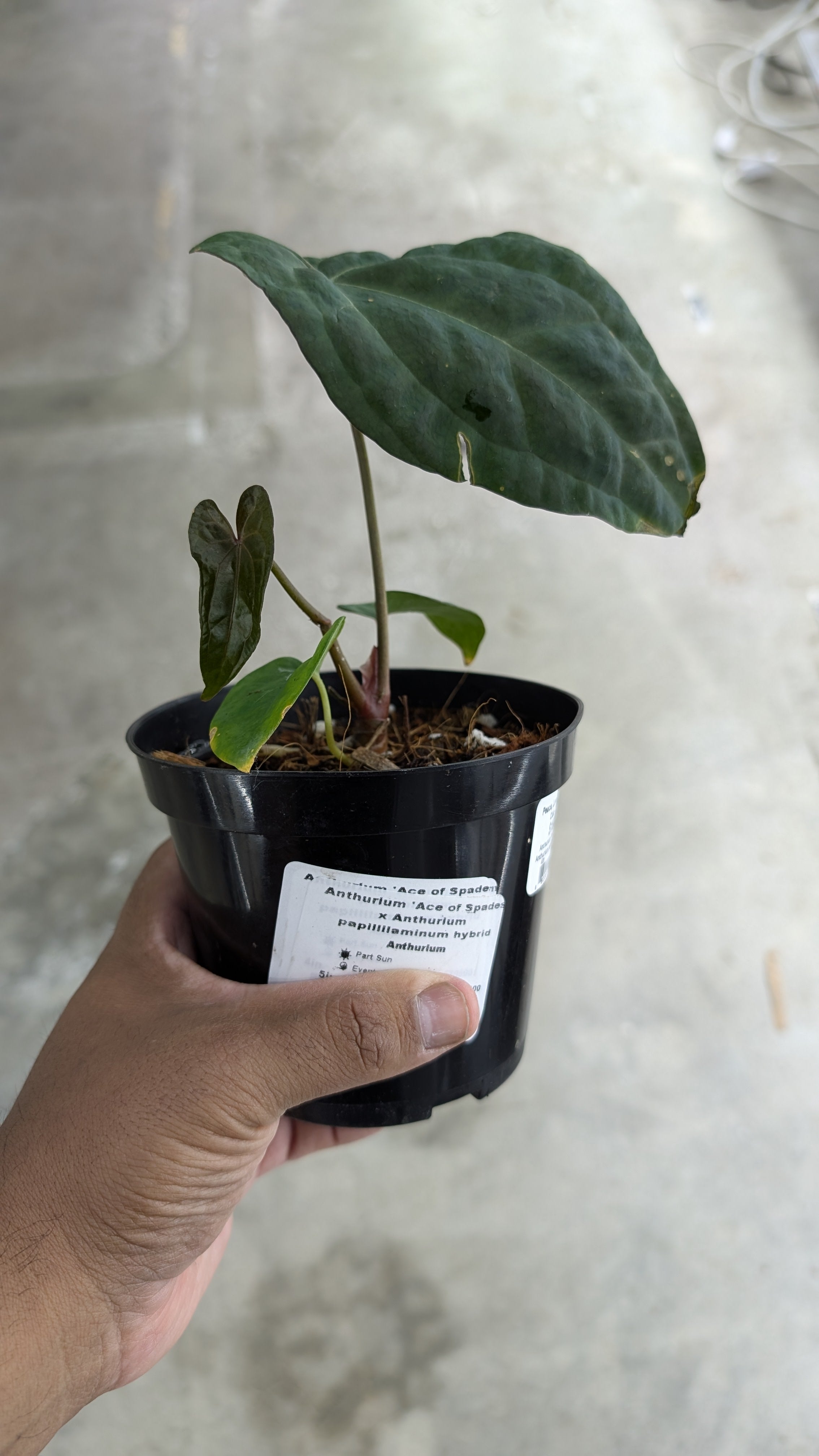 Anthurium 'Ace of Spades' x Anthurium papillilaminum hybrid - 4