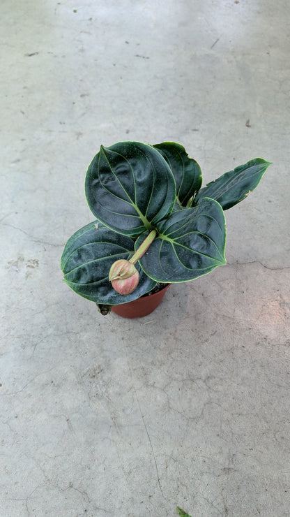 Medinilla magnifica - 6"