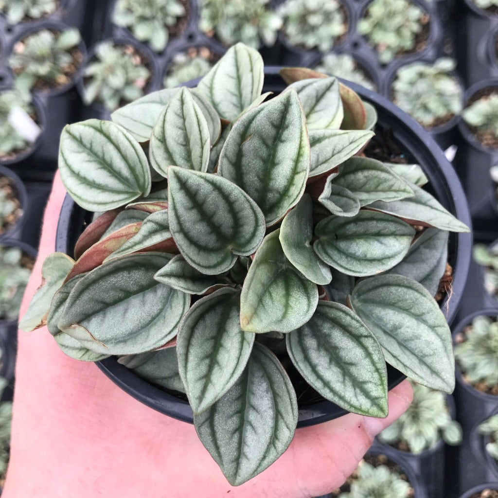 Peperomia caperata 'Napoil Nights' - 4"