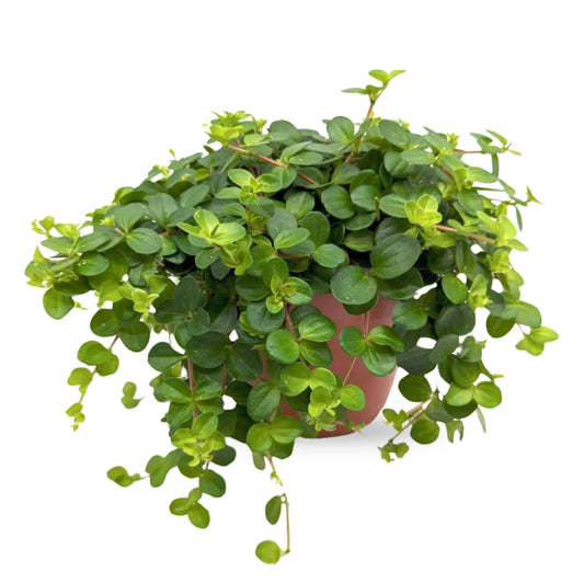 Peperomia rotundifolia - 4"